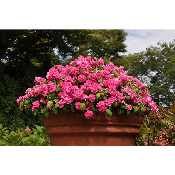 Hạt Giống Hoa Ngọc Thảo Cánh Kép Mix Màu - 10 Hạt KNS2244