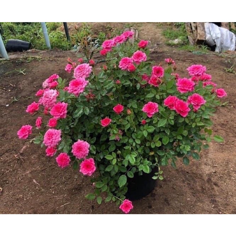 Sỉ 1 chậu cây tỉ muội bụi Pháp siêu sai hoa