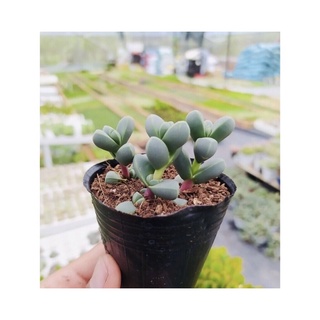Sen đá trái tim size bầu