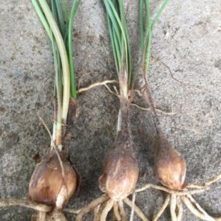 Củ giống huệ mưa trắng traubii