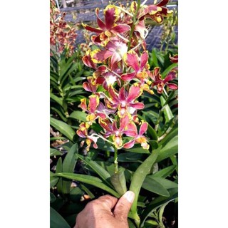 Lan Dendro Chớp Bịp cây trưởng thành nhập Thái