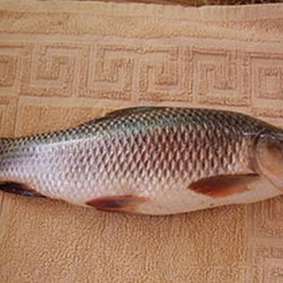 Thính bột câu cá trôi củ, cá to. Túi 500 Gram.