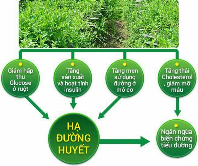 Cao khô DÂY THÌA CANH - ổn định đường huyết