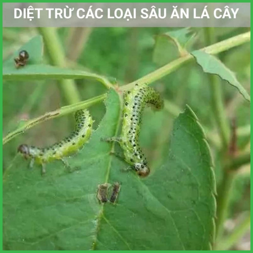 Nấm 3 Màu Thủy Kinh Sinh - Nấm Xanh - Nấm Trắng - Nấm Tím - 200 Gram
