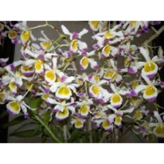 lan ngọc thạch 3 màu hoa đẹp 200g