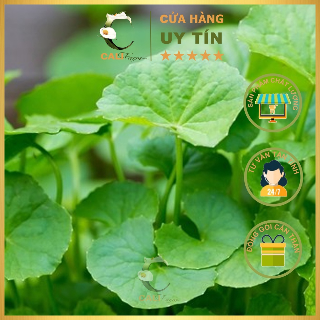 Hạt Giống Rau Má Lá To Rado 157 gói 1gr Dễ Trồng