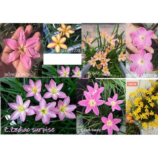 Combo 4- set 8 củ huệ mưa ngoại màu sọc và hồng tím huyền thoại , gắn tag từng củ, sống 100%