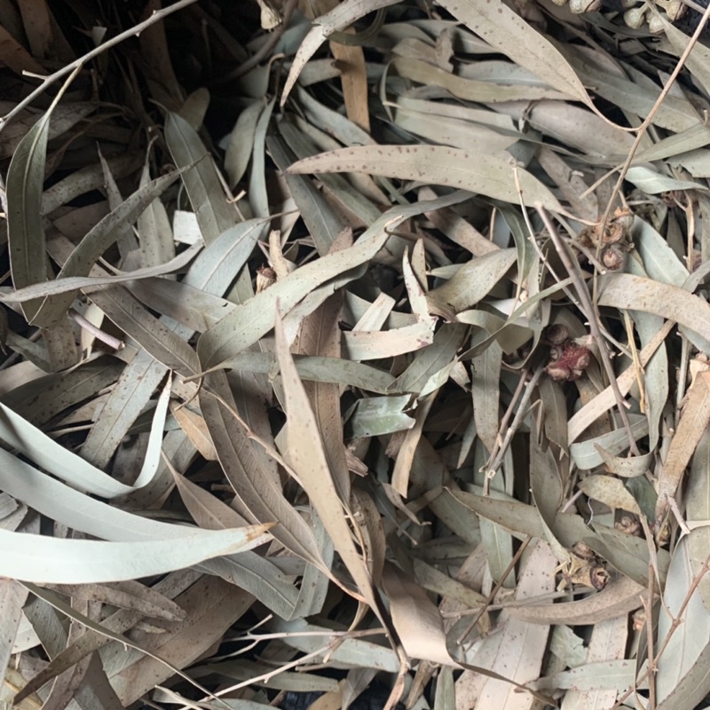 Lá Bạch Đàn Chanh Sấy Khô Xông Giảm Viêm Xoang, Cảm Cúm