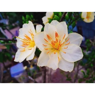 Hoa bạch mai miến điện lá trắng_cây ghép 2 mùa