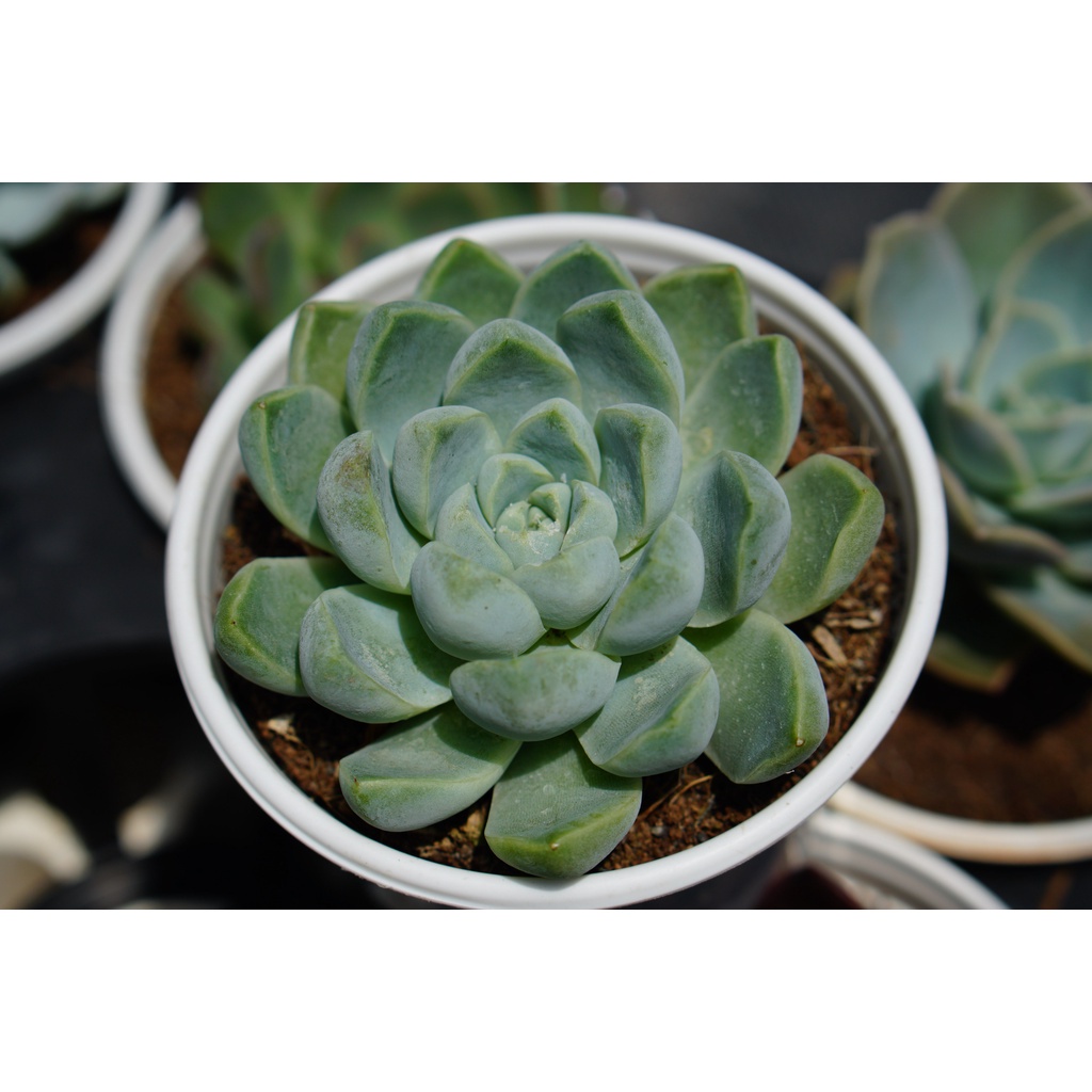 Sen Đá Sao BăngGLASS GARDEN, size trung 10cm, Hàng sen đá Đà Lạt, lỗi 1 đổi 1