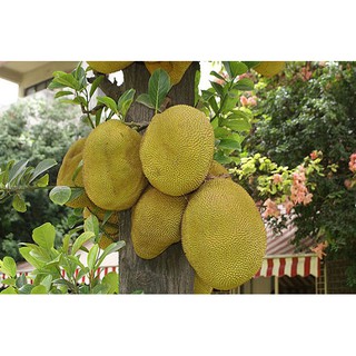 mít ruột đỏ thái lan ( cây giống )