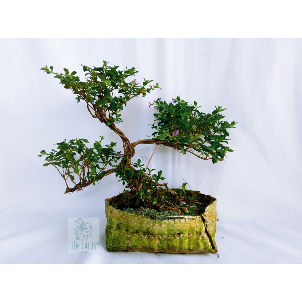 Cây tết tóc bonsai thế tam đa tán lá thành 3 tầng xòe đều các  rất đẹp