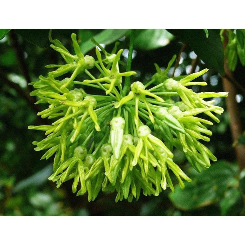 Sản phẩm cây HOA THIÊN LÝ cây giống gửi đi nguyên bầu + Tặng  phân hữu cơ cao cấp