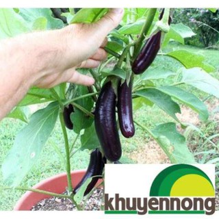 30 hạt giống cà tím dài