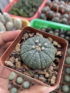 XƯƠNG RỒNG ASTER