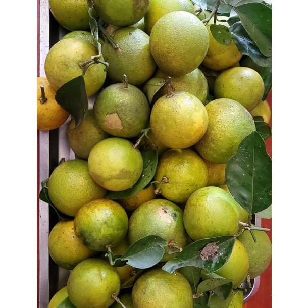 CÂY GIỐNG CAM SOÀN SIÊU NGỌT