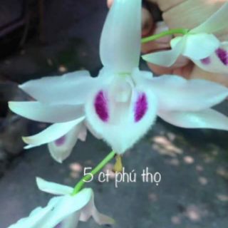Combo 10 loại phi điệp đột biến gieo hạt