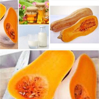 20 Hạt giống Bí mật tặng kèm kích mầm