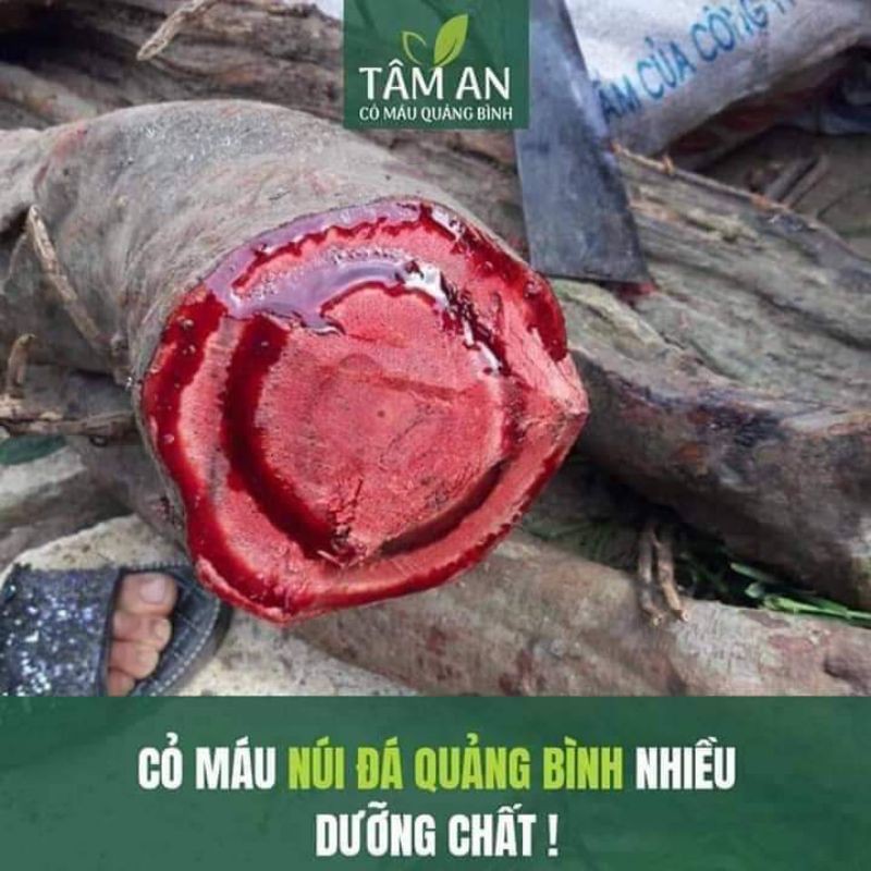 cỏ máu tâm an. chính hãng