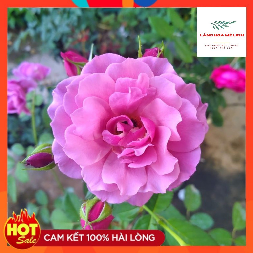 Hoa Hồng Ngoại Aoi Rose [MÀU TÍM ] Cuốn hút-  Bạn sẽ mê mẩn khi ngắm loài hoa này.