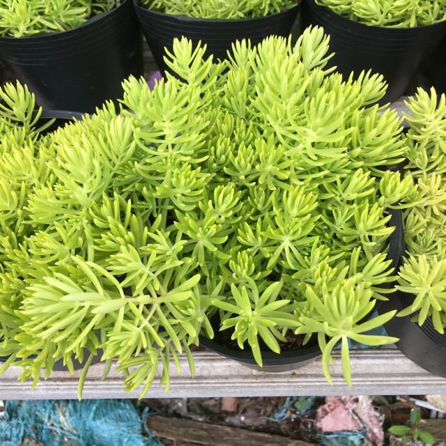 Cây mười giờ Úc