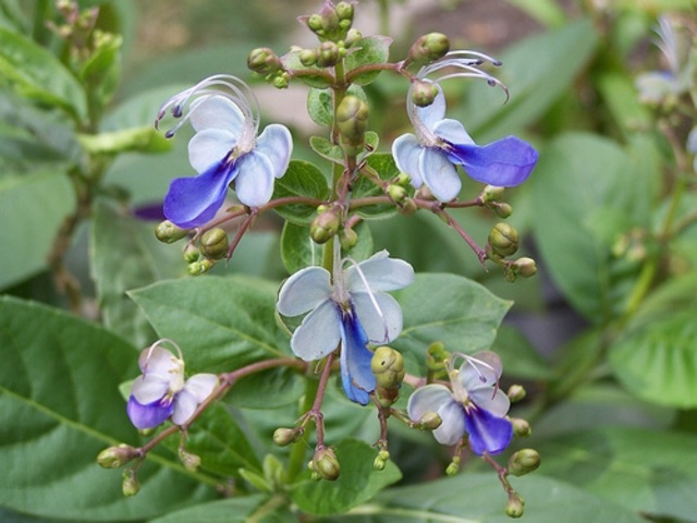 Cây hoa thanh điệp