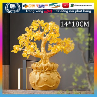 Cây  tài phát tài kim tiền trang trí ngày tết