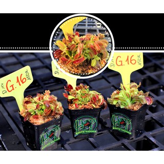Cây Bẫy Kẹp-Cây Bắt Mồi-Venus flytrap Dionaea muscipula 'G16'