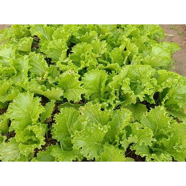Hạt giống rau cải bẹ mào gà cao sản ngon ngọt - rau củ quả trồng chậu, sân vườn ban công ngon giòn ngọt 20gr RADO 101