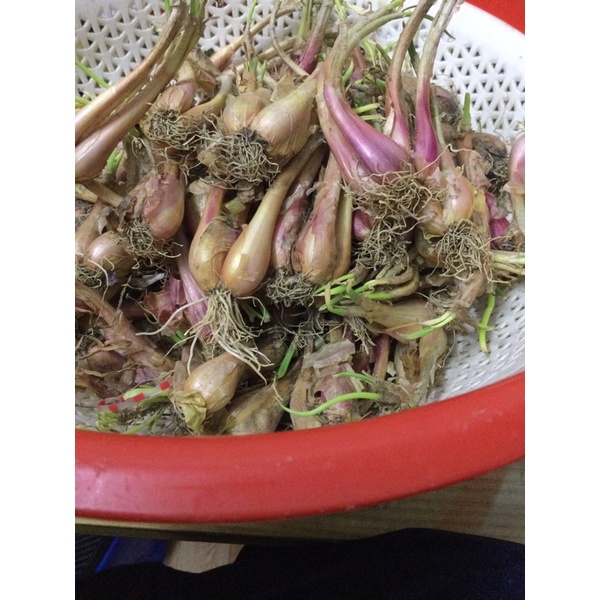 0.5kg hành ba chài