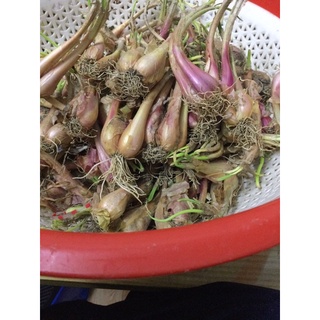 0.5kg hành ba chài