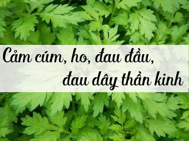 1kg ngải cứu khô