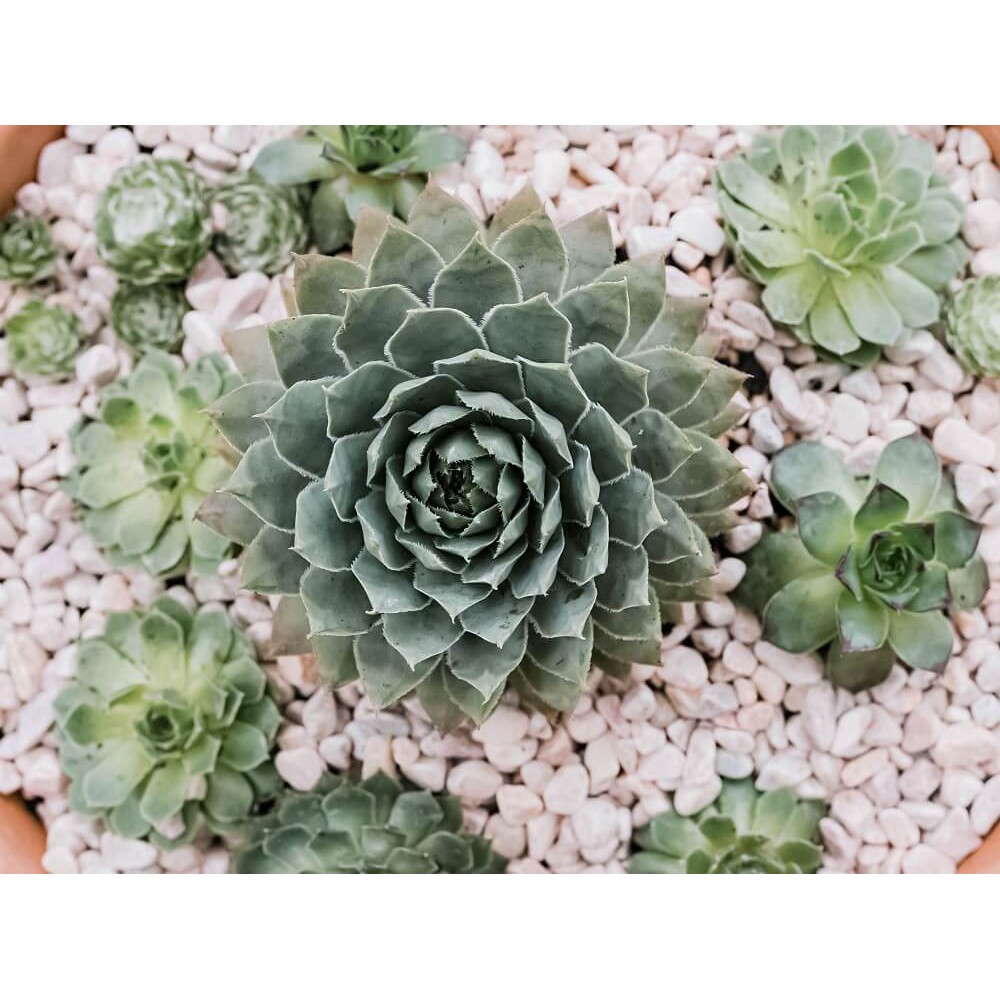 Cây Sempervivum Hen and Chicks (Trường Sinh Thảo Chúc, Gà Mẹ và Gà Con) chậu đất nung