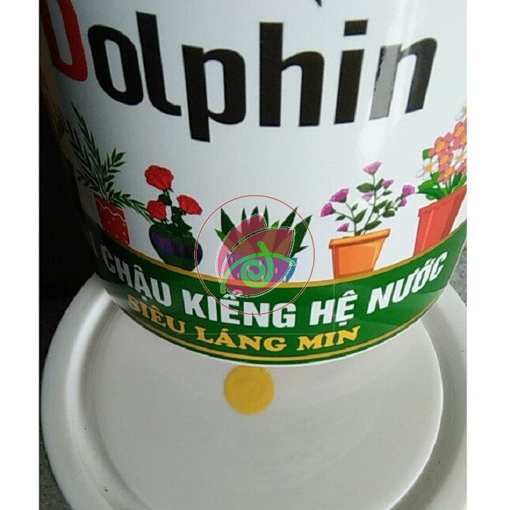 Sơn chậu hệ nước màu vàng nắng Dolphin 1kg