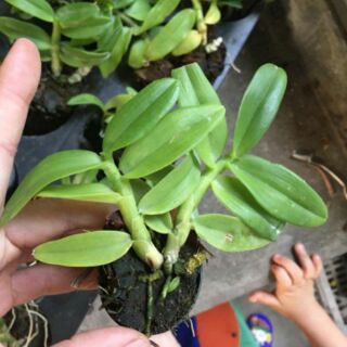 Hoa phong lan trầm tím - cây giống