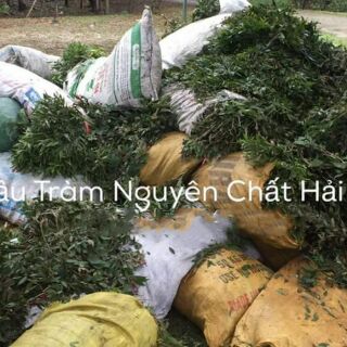 (Hàng xịn) Dầu Tràm Huế 100% nguyên chất