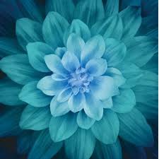 Panel thô Mỹ hoa Big Dream của Hoffman - Xanh đậm