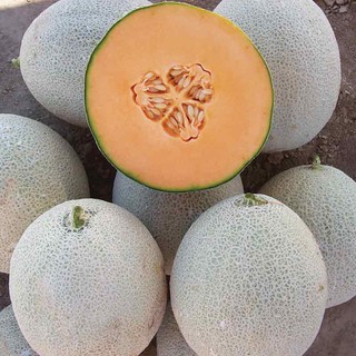 Hạt giống dưa lưới