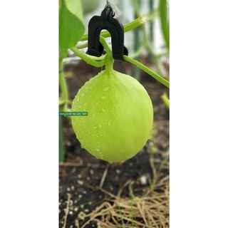 10 móc và dây treo trái chuyên dùng treo trái dưa lưới, móc treo quả dưa