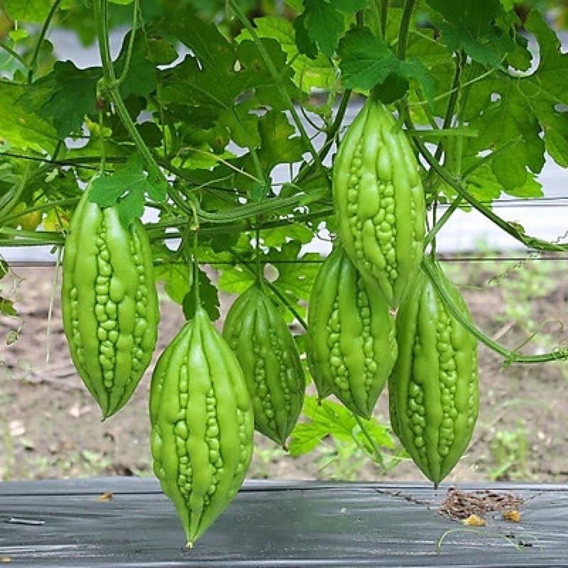 Khổ Qua Lai F1