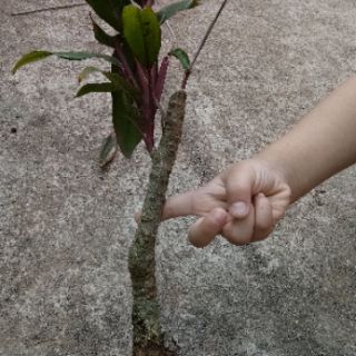 Cây huyết dụ