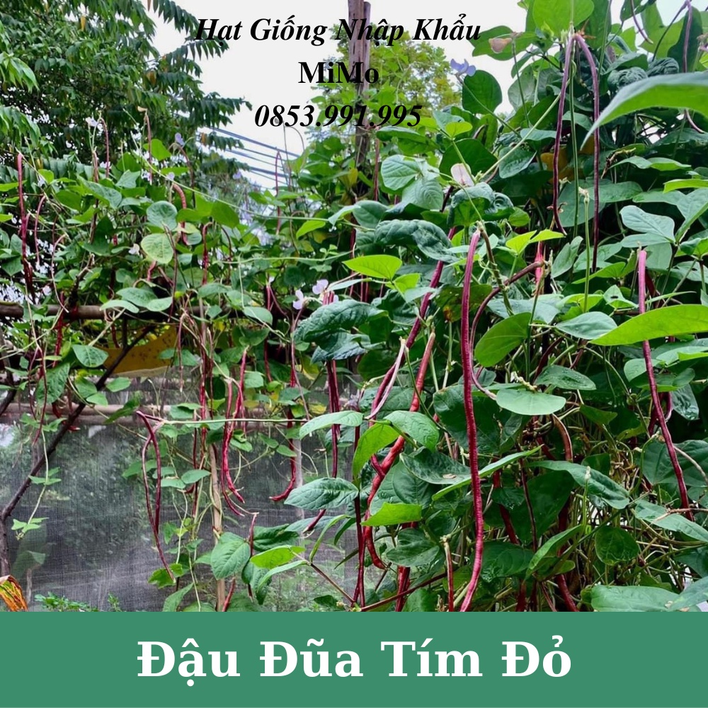 Hạt giống đậu đũa tím đỏ siêu trái, giàu dinh dưỡng