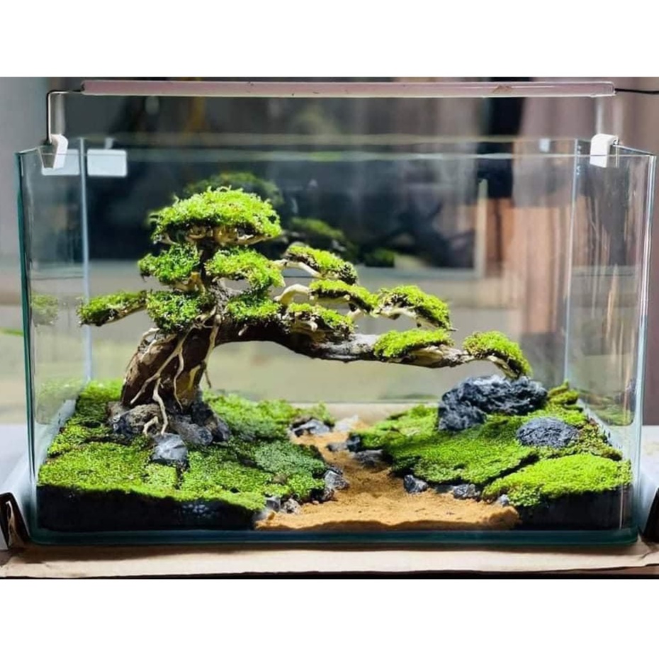 Bể Cá Chữ Nhật 30cm Kính Đúc Bo Góc Đẹp - Bể Cá Mini Dài 30cm
