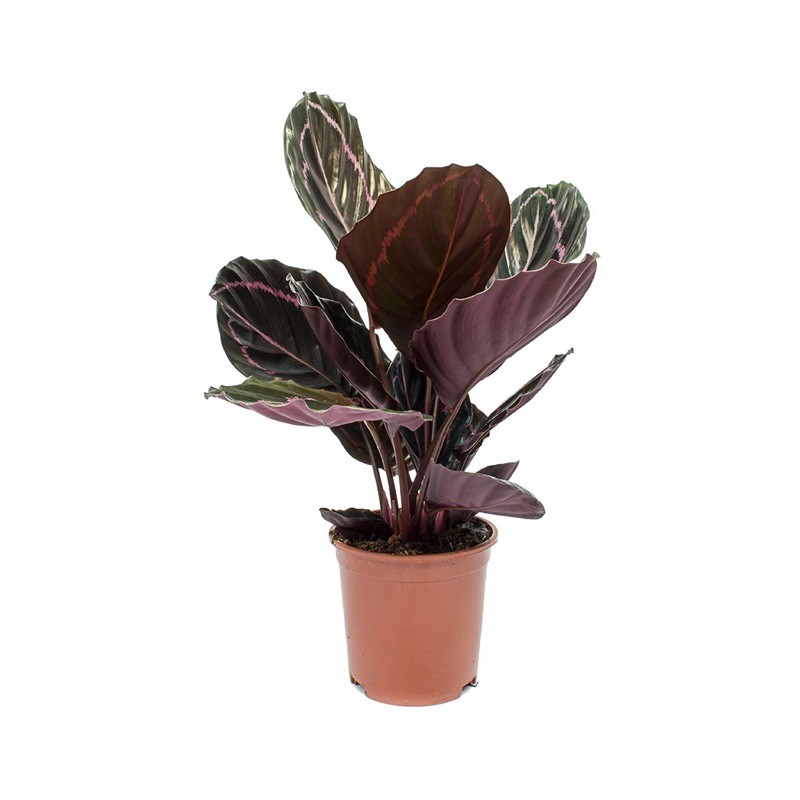 Cây Đuôi công xanh Viền Hồng - Calathea Roseopicta Dottie - Cây cảnh để bàn nội thất văn phòng