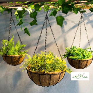 Chậu treo xơ dừa, sơn  tĩnh điện  (khung sắt chắc chắn)