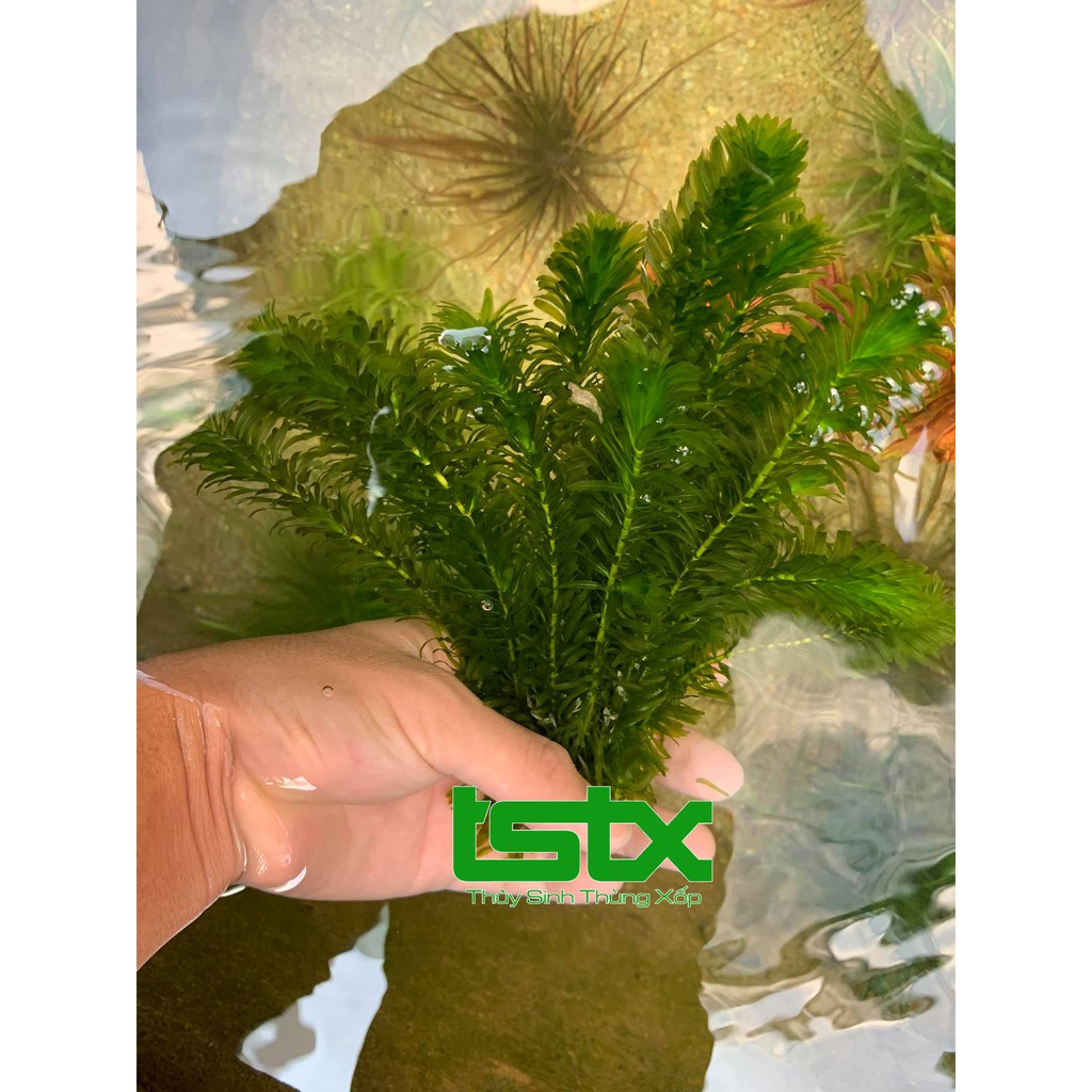 Rong Ngô công thảo - Egeria Densa  - Anacharis  20k/15 ngọn - dễ trồng ko co2