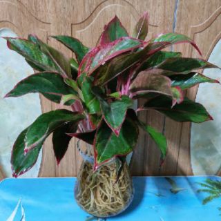 (Xanhshop22) Phú Quý thủy sinh