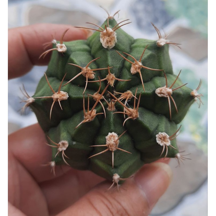 Xương rồng gymno vân đẹp size 5-6cm