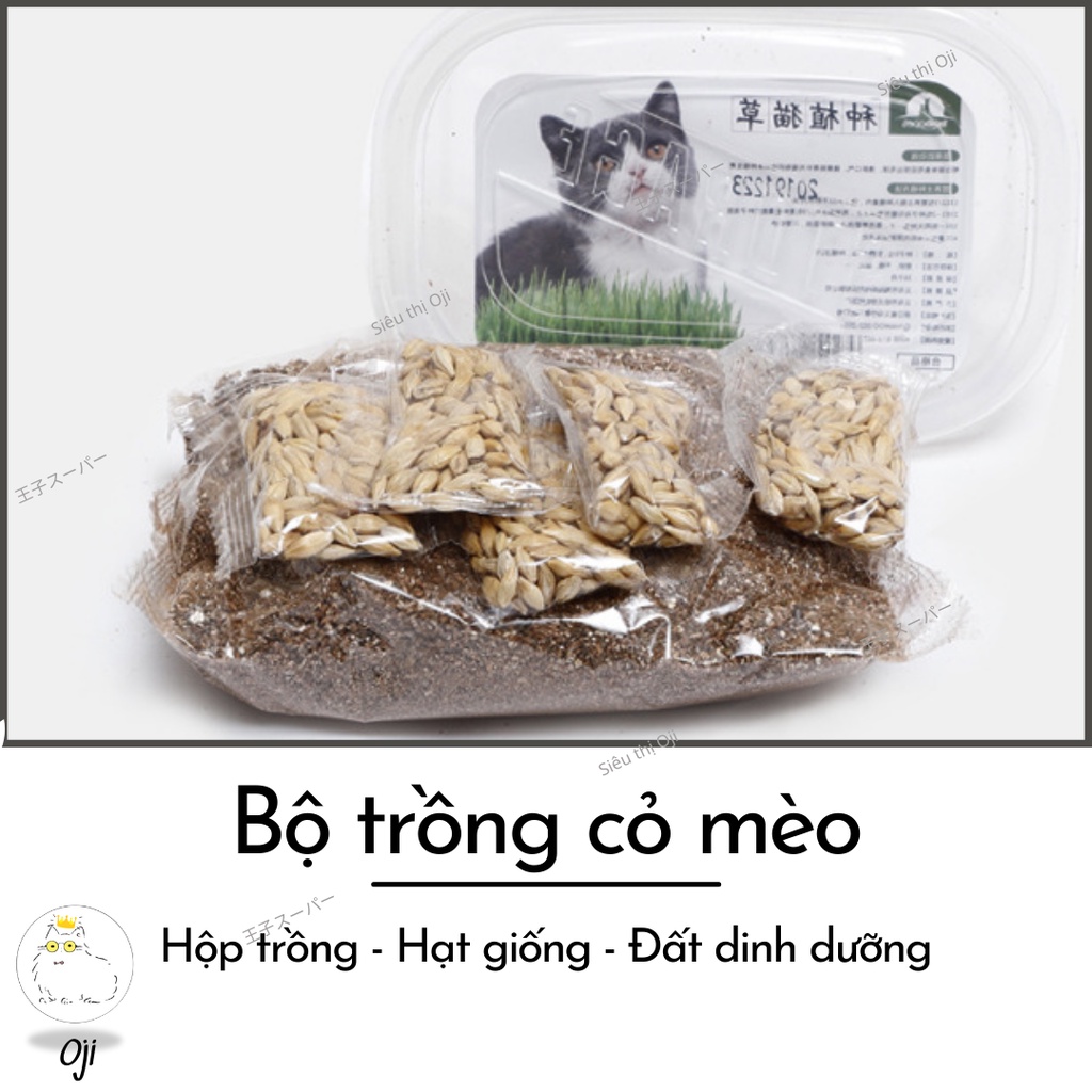 [Set đầy đủ] Hạt Giống Cỏ Mèo, Kèm Đất Dinh Dưỡng và Hộp Trồng