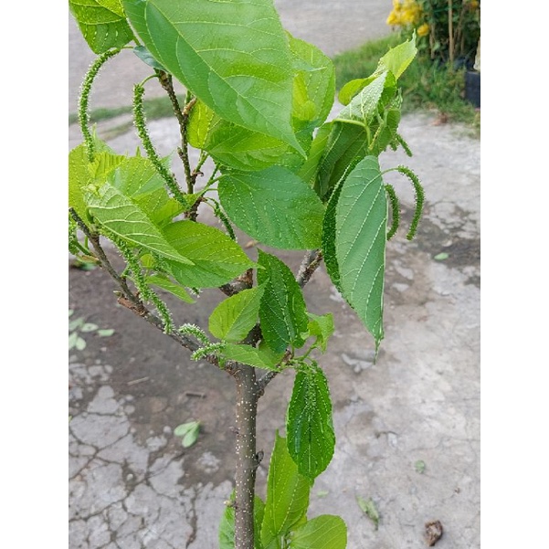 Dâu đài loan trái dài